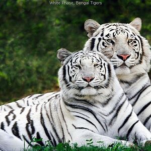 2 white tigers