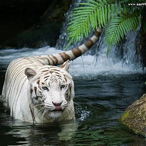 white tiger waterfall wallpaper (1)