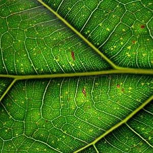leaf 400x300