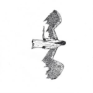 My first Pen drawing. It's a Dark Angel or something.