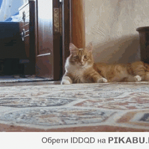 cat98