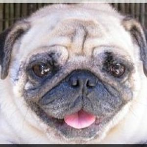 This pug is our pet, and my avatar!