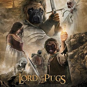 pugs sized