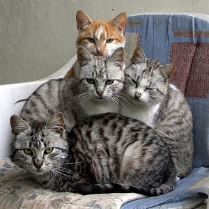 cats by crtan d2xq7ws