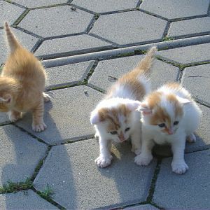 cats by MaLicKaa