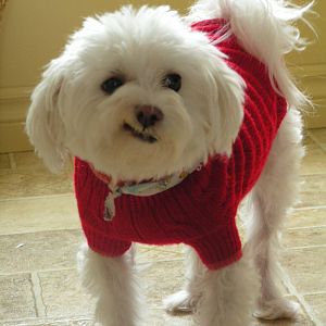Dog with clothes