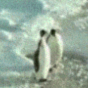 Penguins