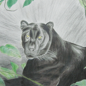 Black Panther made with color pencils   Horrible background is horrible...

PS: All these were made two years ago in my ilustration class, my teache