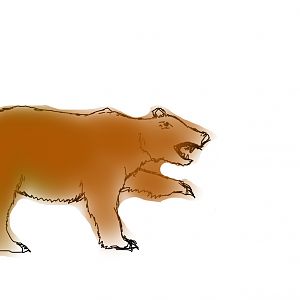 Brown bear