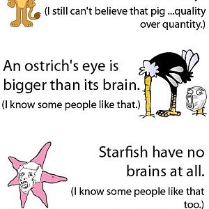 The pig