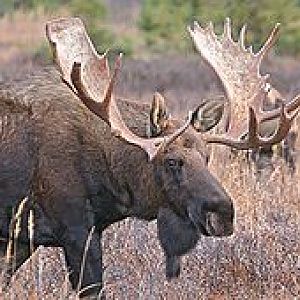 220px Bigbullmoose