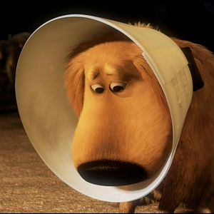 Cone of Shame