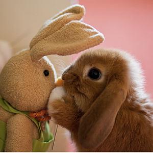 BUNNY