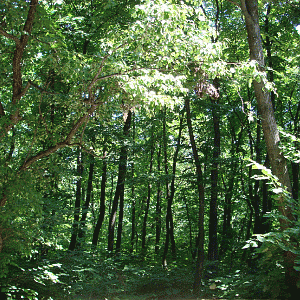 Forest 1 (Minimized GIF Format)