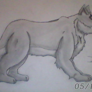 Wolf