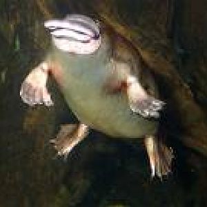 platypus