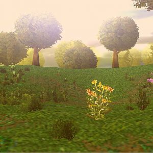 Elwynn Forest