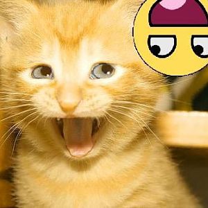 Awsome Smiley Cat
