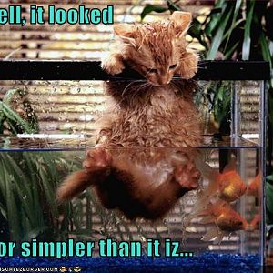 funny pictures cat is having trouble catching fish