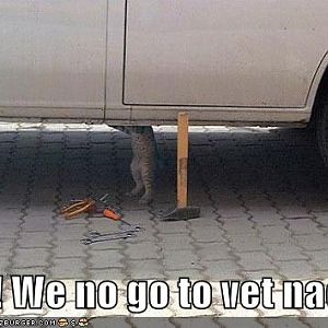 funny pictures cat messes with your car to avoid the vet