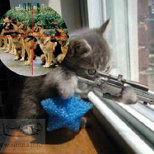 sunna funny cat.jpg.w300h267