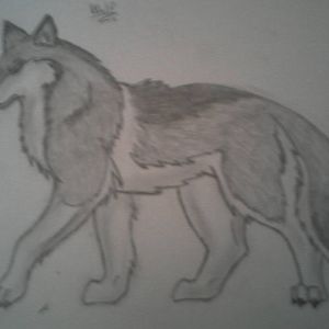 Wolf :)