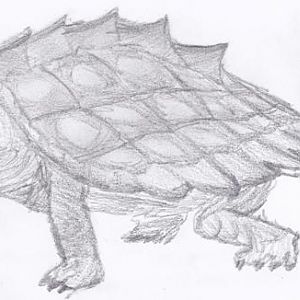 Tortoise