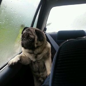 Introspective pug