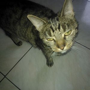 kitty2