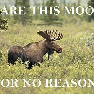 SHARE MOOSEEEEEEEEEE!