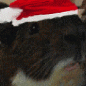 Updated and animated an avatar picture for the Christmas season.