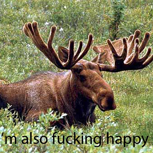 moose