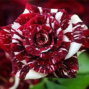 Hybrid Rose