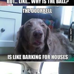 High dogs