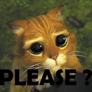 pretty please kitty pic