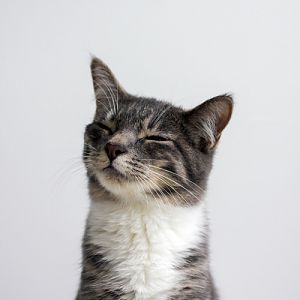 Kitty