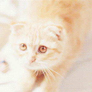 Ermahgert kitteh