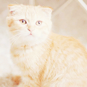Ermahgert kitteh