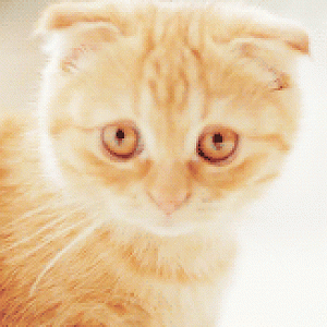 Ermahgert kitteh