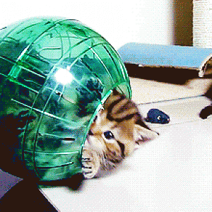 Cat in a ball - wat
