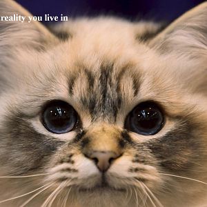 I control the reality you live in.