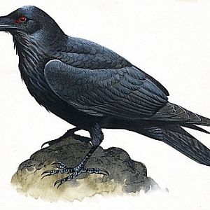 My raven scouts. They serve my demonic form, Hellion.

Hellion is the evil counterpart of the Storm Dragon, Varsaigen. Hellion is much darker scales