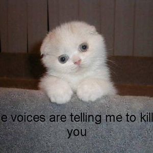 Psycotic cat ^^