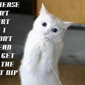 cat trying to replay shrek!