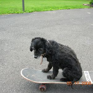 my ugly ass dog