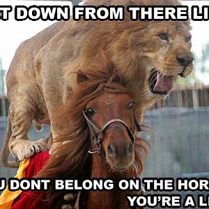 Get down lion, you look silly.