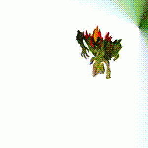 Swamp Fire Limited Edition [ Artist Tra X ]( Edited ) Fixed