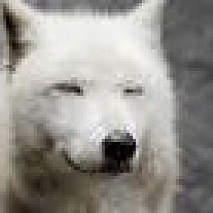 Wolves are cute and cruel.