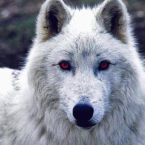 Ghost Of A game of thrones