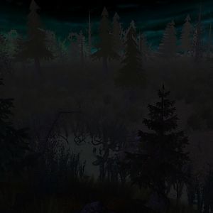 Night forest